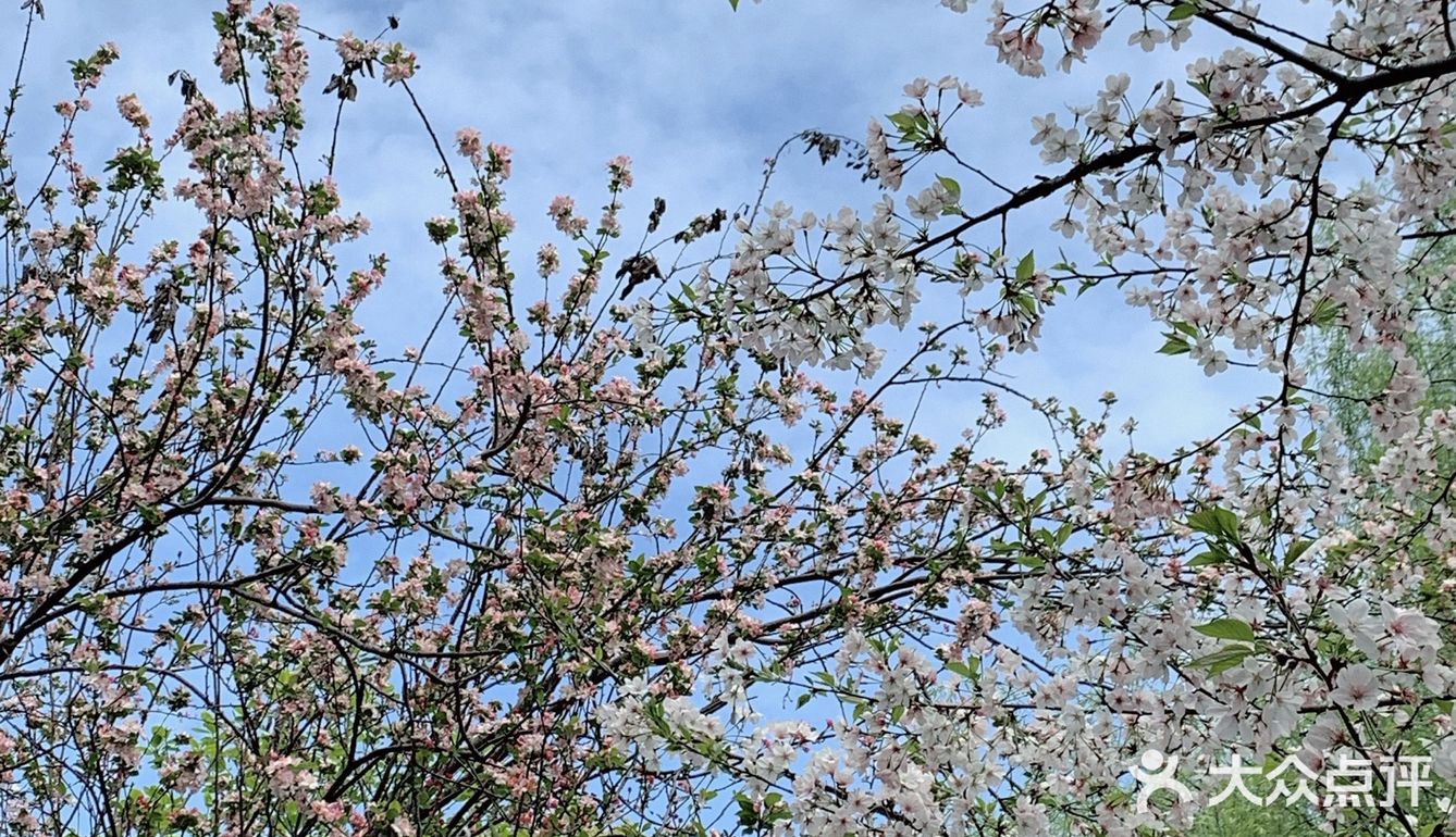 雨前再拍一次樱花｜葵巷