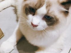 -Heymao猫咖.咖啡厅(东门店)
