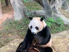 -广州长隆野生动物世界