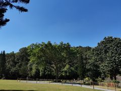 -深圳仙湖植物园