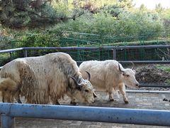 -长白岛森林公园