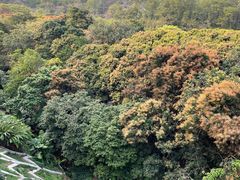 -深圳仙湖植物园