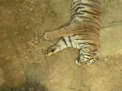 -栾川竹海野生动物园