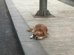 -真素诚·清真(新华路店)