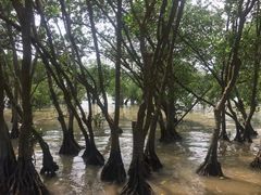 -宝安西湾红树林湿地公园