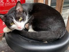 -PETKIT小佩宠物(昭化店)
