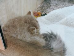 -屋虎猫馆(宝安大仟里店)
