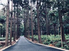 -东平国家森林公园