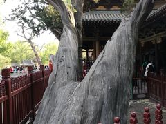 -晋祠公园