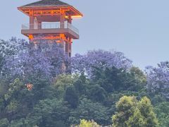 -张坝桂圆林公园