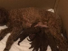 -翊宠yipet猫狗购宠庄园犬舍•猫舍