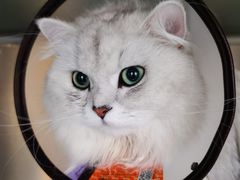 -芭比堂宠物医院·全科爱猫医院·仁德分院