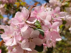 -长白岛森林公园