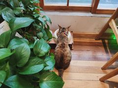 -猫的天空之城概念书店(苏州平江店)