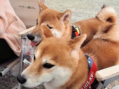 -不觉晓CAMPING(上海迪士尼营地店)