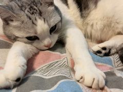 -艾贝尔宠物医院·狂犬免疫点(江山金象城店)