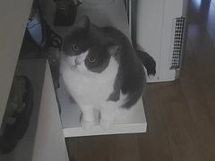 -欣宠猫屋·矮脚拿破仑·蓝金金渐层