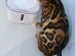 -糯米喵星人·撸猫猫舍咖啡馆(西市场嘉华店)