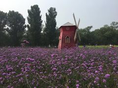 -北京东方普罗旺斯薰衣草庄园