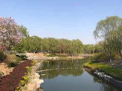 -大兴滨河森林公园