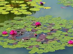-国家植物园