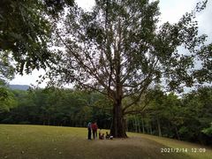-深圳仙湖植物园