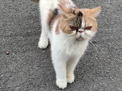 -猫岛主趣味餐厅(鼓浪屿店)