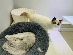 -喵的天空名猫咖啡馆·撸猫·猫舍·用品