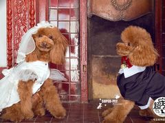 -超宠爱宠物摄影-Super pet