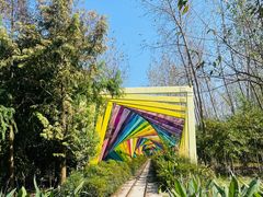 -合肥滨湖国家森林公园