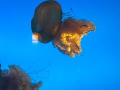 -太平洋海底世界