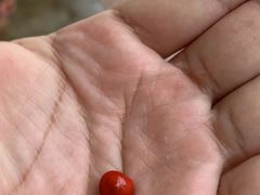 -新加坡文华东方酒店