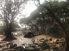 -宝安西湾红树林湿地公园