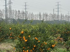 -上海长兴岛郊野公园