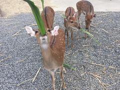-鹿境梅花鹿生态园区