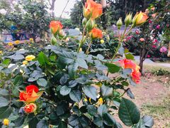 -人民公园(罗湖区)