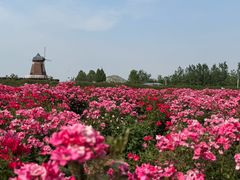 -君乐宝优致牧场