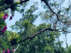-深圳仙湖植物园