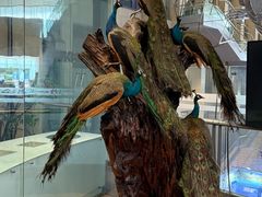 -国家自然博物馆