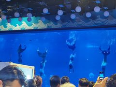 -烟台海昌鲸鲨海洋公园