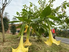 -枫香湖儿童公园