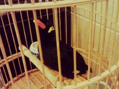 鹩哥-月亮河温泉度假酒店