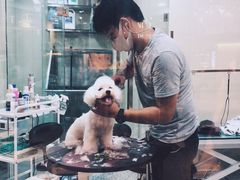 -momokira米努特·德文卷毛猫·棉花面纱犬
