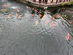 -香麒园·过桥米线·南湖雅宴