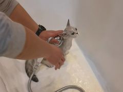 -momokira米努特·德文卷毛猫·棉花面纱犬