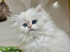 -青奢宠物·青奢猫舍