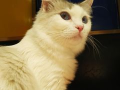 -喵喵咪呀布偶猫咖(春熙路店)