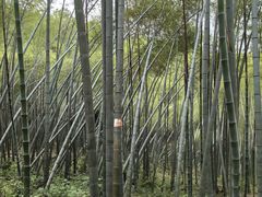 -潜山国家森林公园