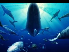 -烟台海昌鲸鲨海洋公园