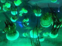 -上海海昌海洋公园-停车场